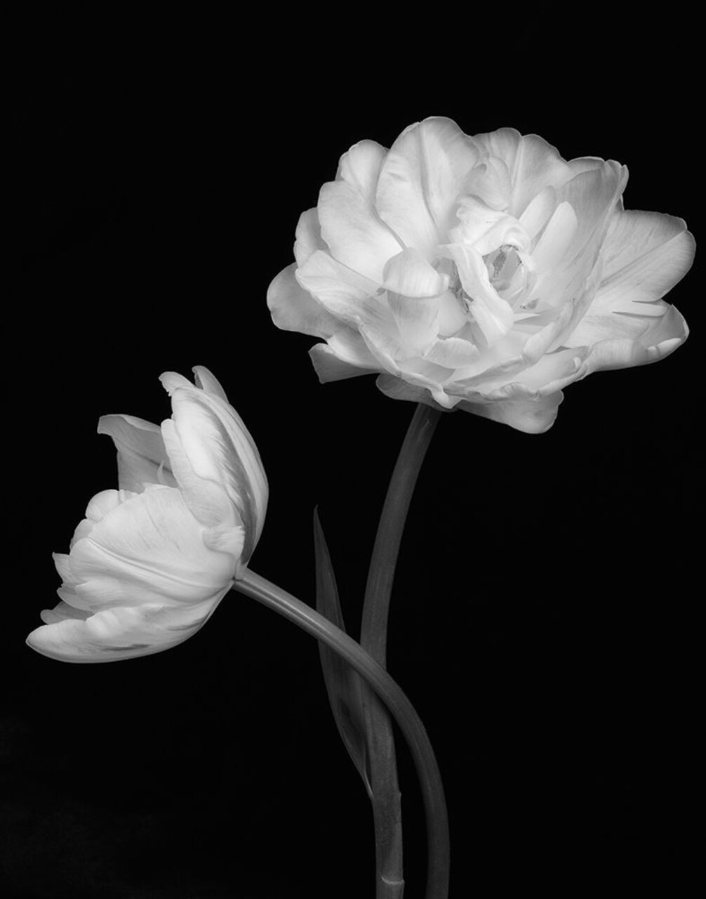 Black and White Roses 4 Poster Print by Dianne Poinski - Item # VARPDXQPDRC11424